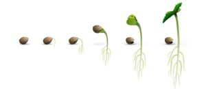 cannabis seed germination tips
